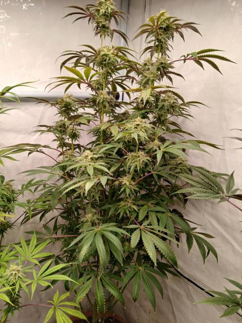 Lemon Cherry Runtz 🍒 🍋 💥. Week 7