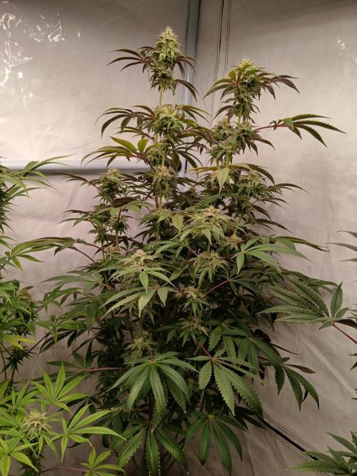Lemon Cherry Runtz 🍒 🍋 💥. Week 7