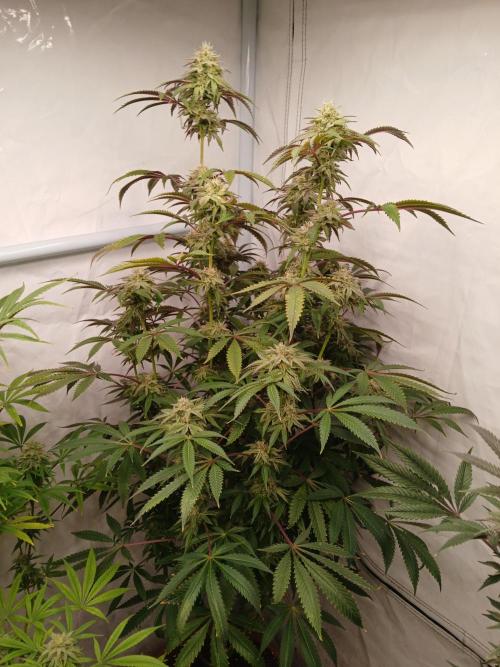 Lemon Cherry Runtz 🍒 🍋 💥. Week 7