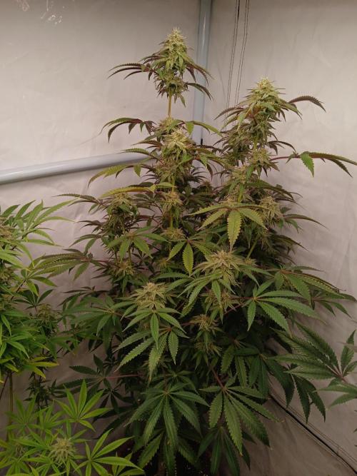 Lemon Cherry Runtz 🍒 🍋 💥. Week 7