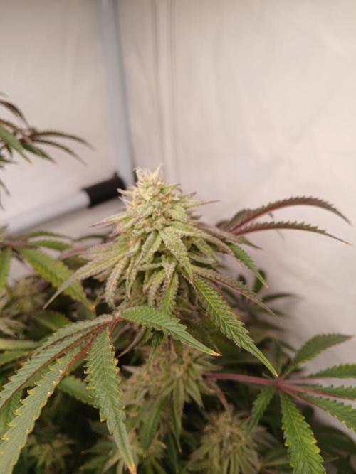Lemon Cherry Runtz 🍒 🍋 💥. Week 7