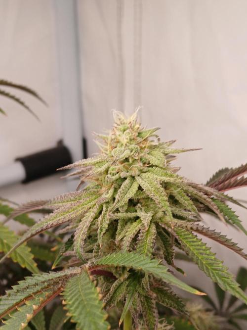 Lemon Cherry Runtz 🍒 🍋 💥. Week 7