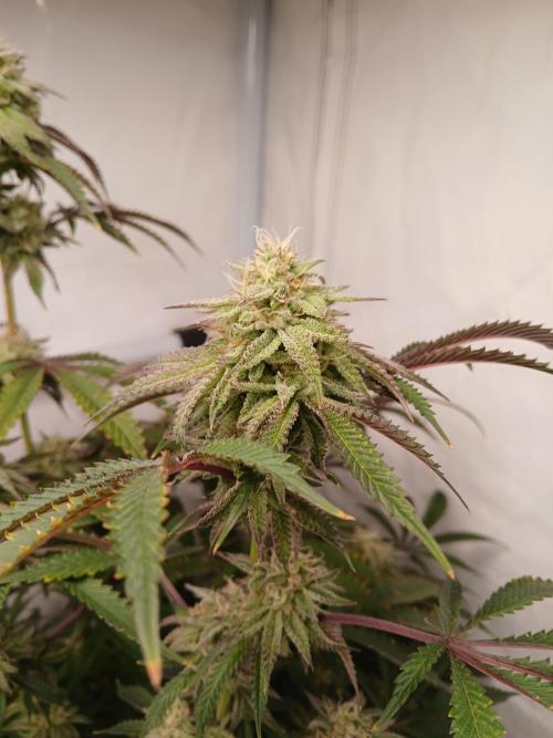 Lemon Cherry Runtz 🍒 🍋 💥. Week 7