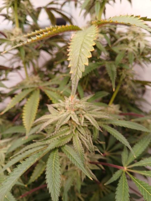 Lemon Cherry Runtz 🍒 🍋 💥. Week 7