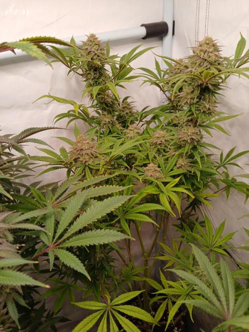 Cheese x Runtz = Chuntz. Week 9