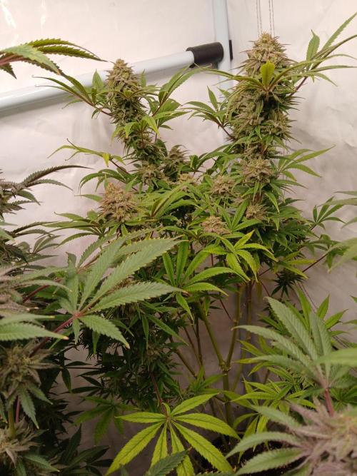 Cheese x Runtz = Chuntz. Week 9