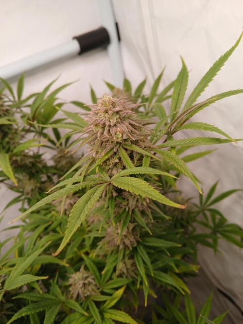 Cheese x Runtz = Chuntz. Week 9