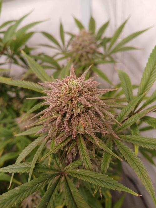 Chuntz . Week 9