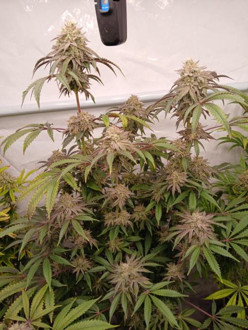 Lemon Cherry Runtz 🍒 🍋 💥. Week 8