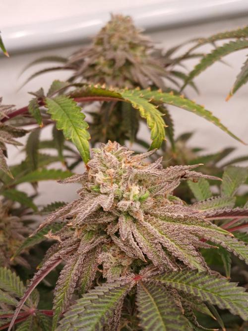 Lemon Cherry Runtz 🍒 🍋 💥. Week 8