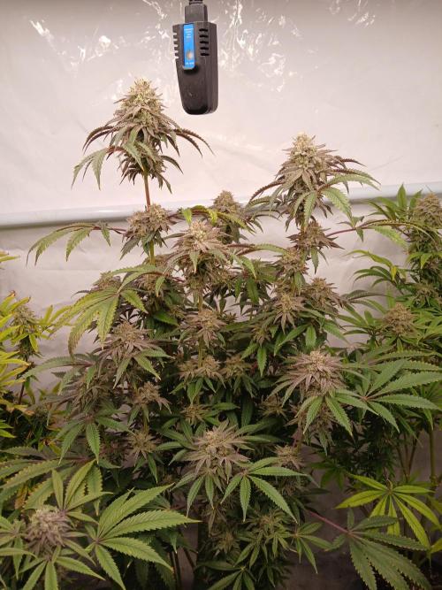 Lemon Cherry Runtz 🍒 🍋 💥. Week 8