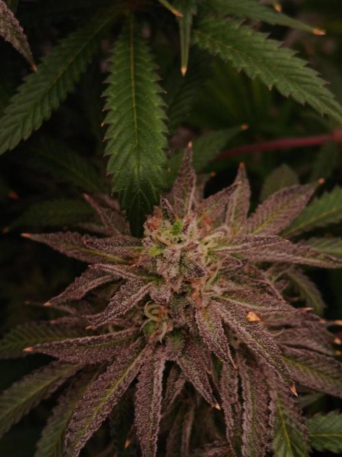 Lemon Cherry Runtz 🍒 🍋 💥. Week 8