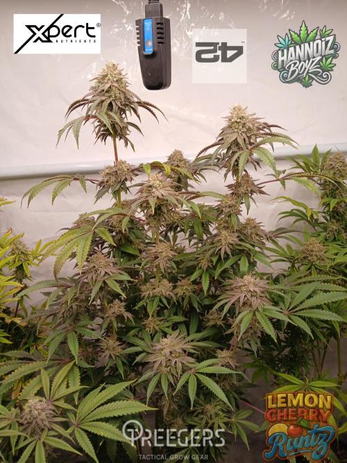 Lemon Cherry Runtz 🍒 🍋 💥. Week 8