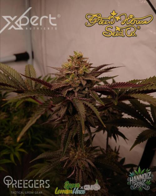 SLH x GMO. Week 11
