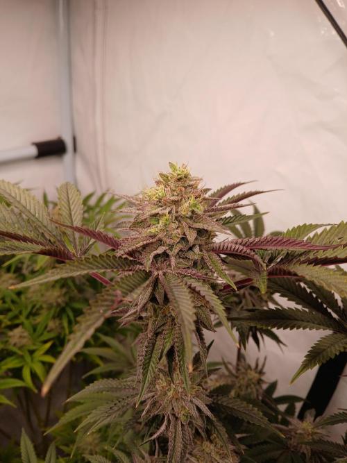 SLH x GMO. Week 11