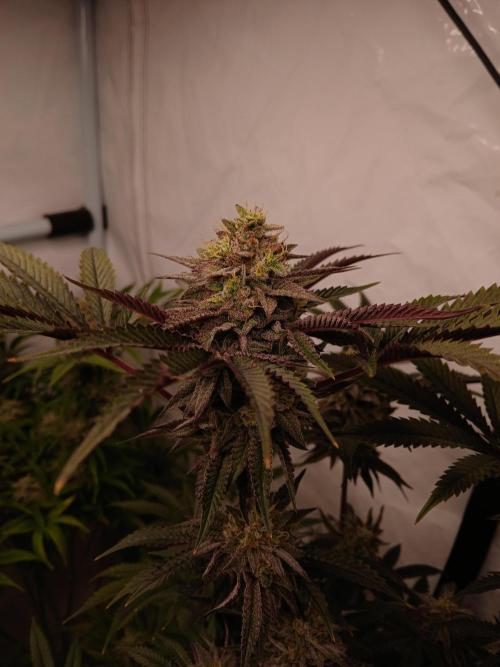 SLH x GMO. Week 11