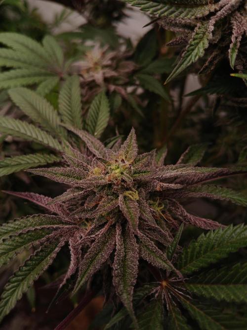SLH x GMO. Week 11