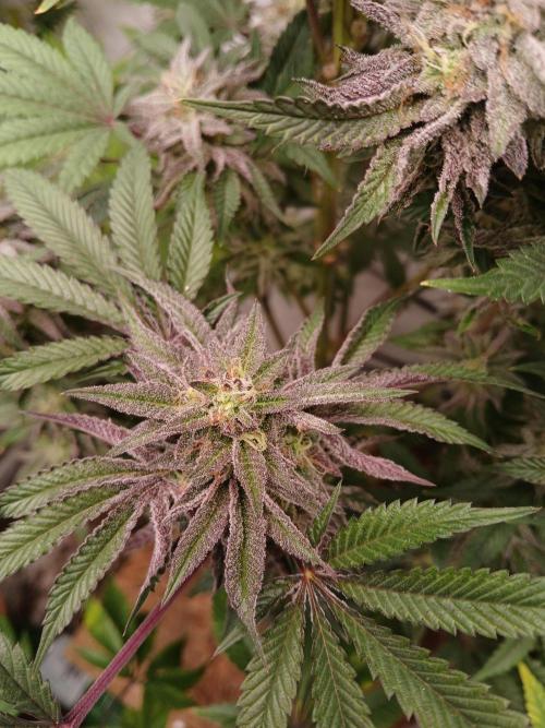 Super Lemon Haze X GMO. Week 11