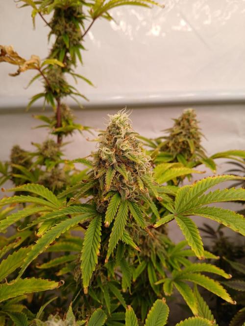 Skywalker OG. Week 10