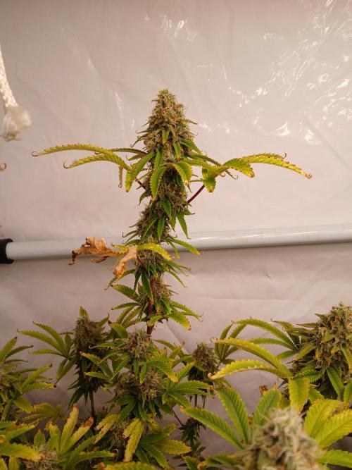 Skywalker OG. Week 10