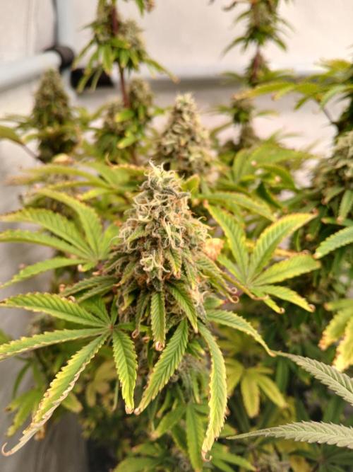 Skywalker OG. Week 10