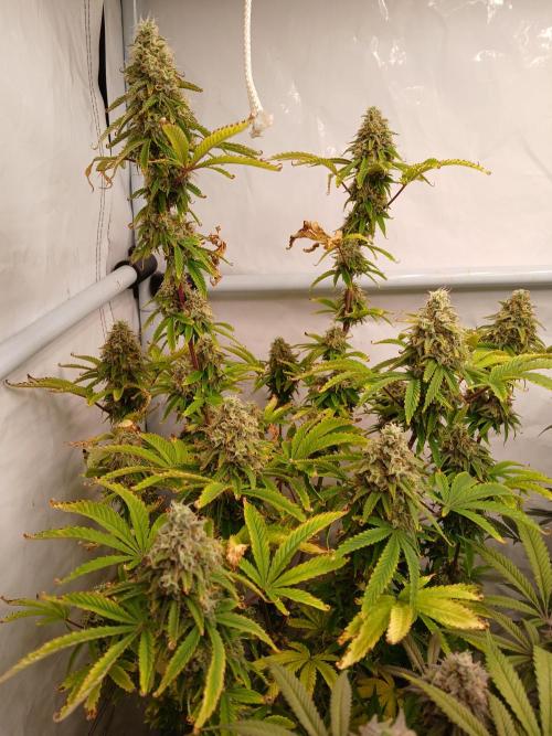 Skywalker OG. Week 10