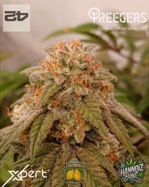 Lemon Paya. Week 9