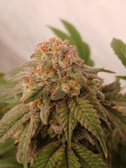 Lemon Paya. Week 9