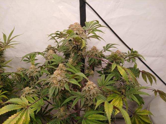 Lemon Paya. Week 9