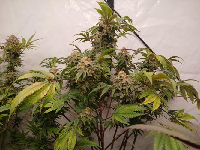 Lemon Paya. Week 9