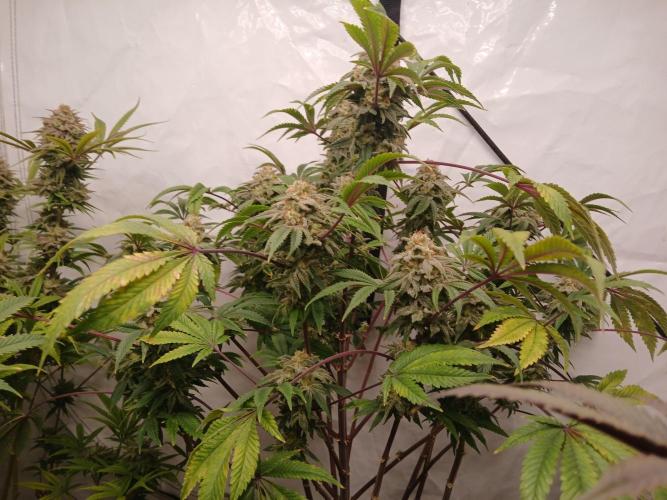 Lemon Paya. Week 9