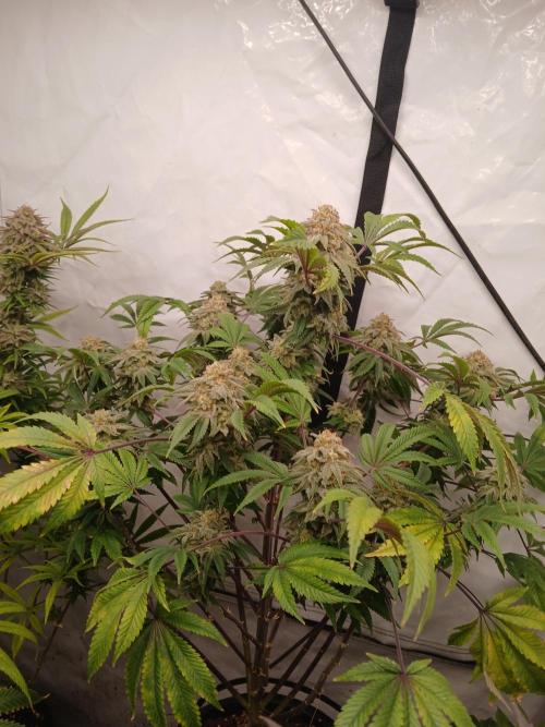 Lemon Paya. Week 9