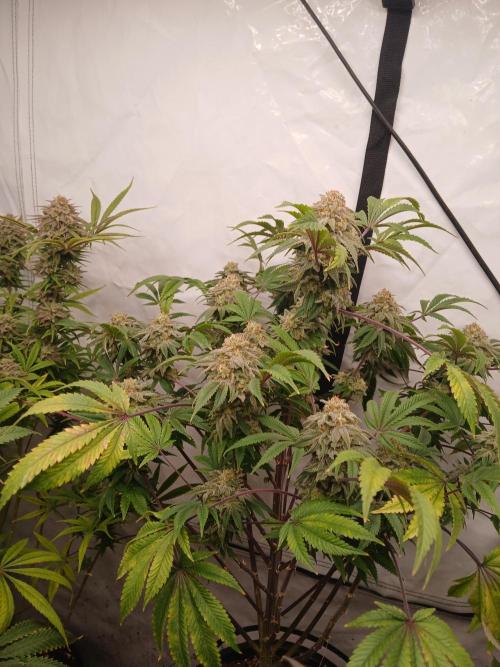 Lemon Paya. Week 9