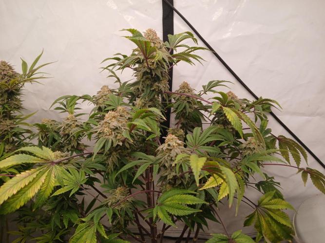 Lemon Paya. Week 9