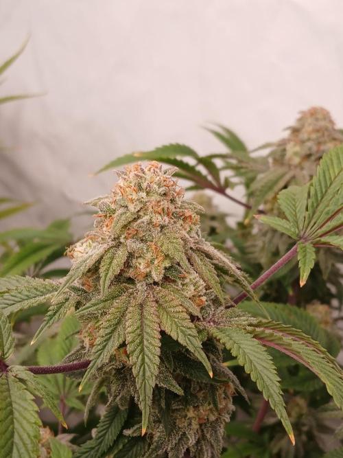 Lemon Paya. Week 9