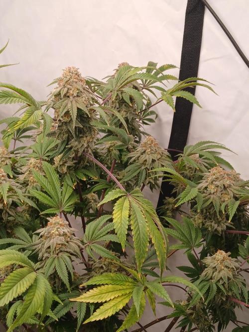Lemon Paya. Week 9