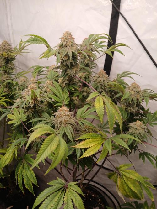 Lemon Paya. Week 9