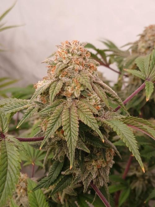Lemon Paya. Week 9