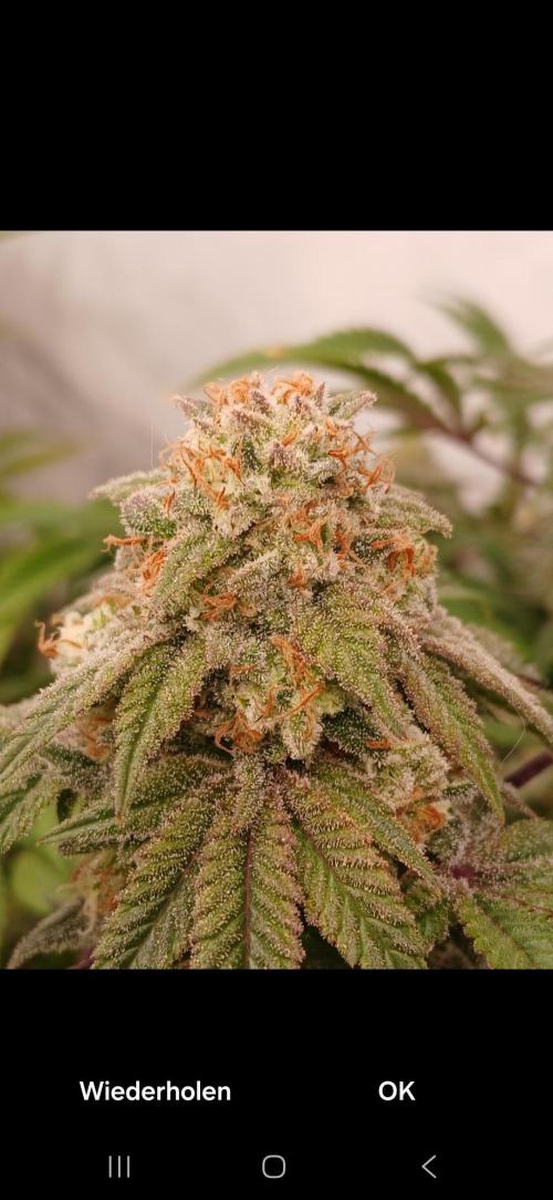 Lemon Paya. Week 9