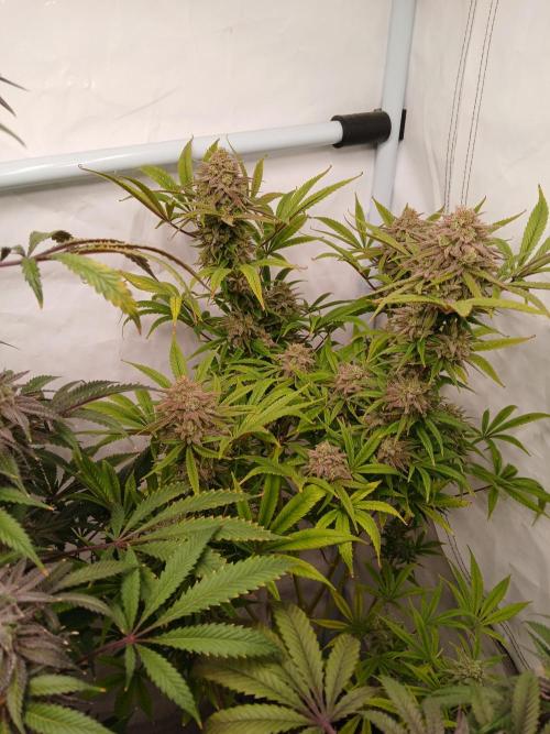 Cheese x Runtz = Chuntz. Week 10