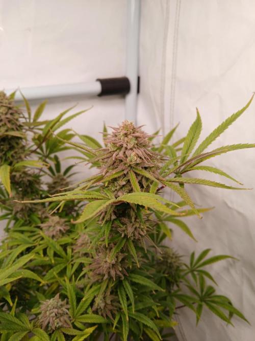 Cheese x Runtz = Chuntz. Week 10