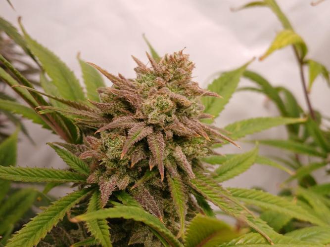 Chuntz . Week 10