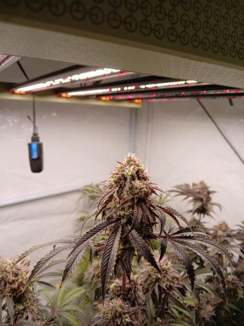 Lemon Cherry Runtz 🍒 🍋 💥. Week 11