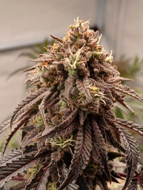 Lemon Cherry Runtz 🍒 🍋 💥. Week 11