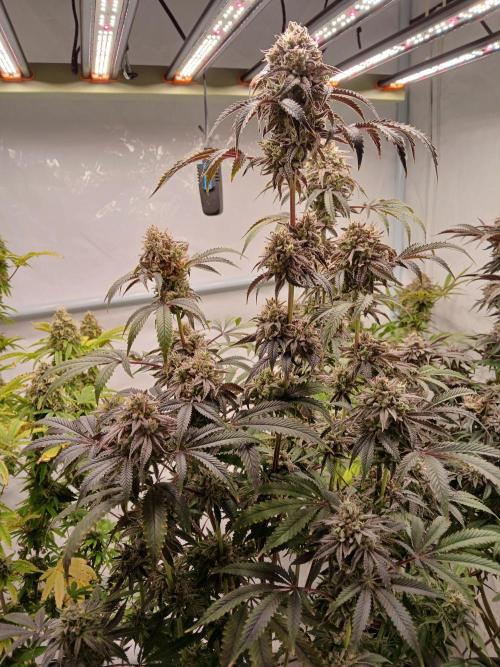 Lemon Cherry Runtz 🍒 🍋 💥. Week 11