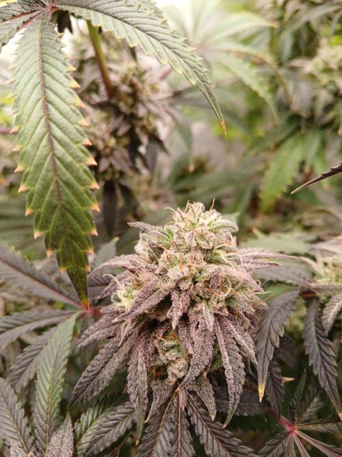 Lemon Cherry Runtz 🍒 🍋 💥. Week 11