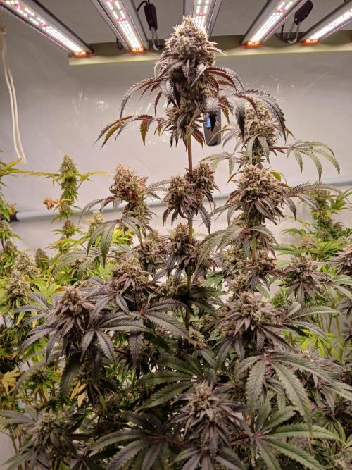 Lemon Cherry Runtz 🍒 🍋 💥. Week 11