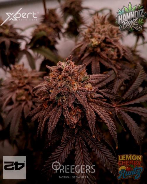 Lemon Cherry Runtz 🍒 🍋 💥. Week 12