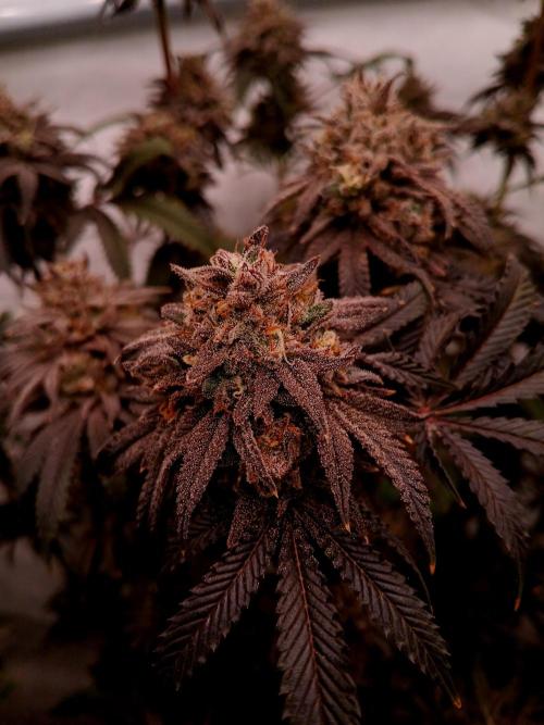 Lemon Cherry Runtz 🍒 🍋 💥. Week 12