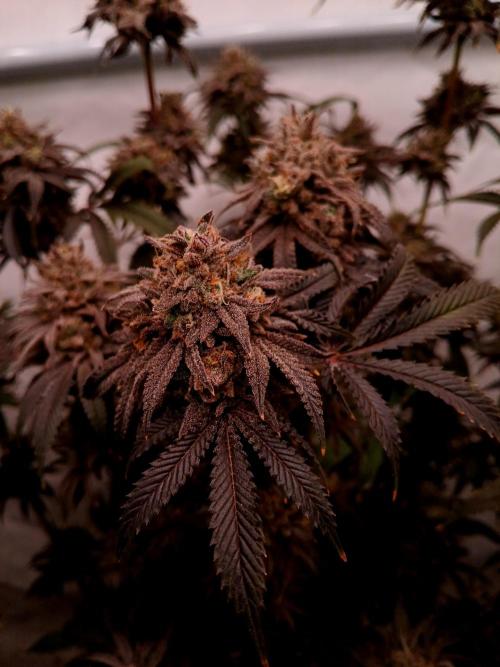 Lemon Cherry Runtz 🍒 🍋 💥. Week 12